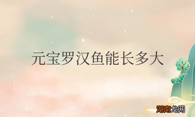 元宝罗汉鱼能长多大