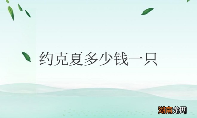 现在纯种约克夏多少钱一只