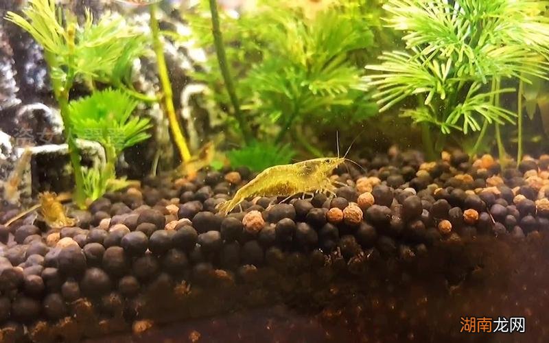 黑壳虾怎么快速爆缸几月繁殖一次