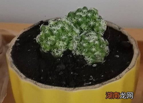 仙人球花谢后花梗怎么处理?需要剪掉吗?