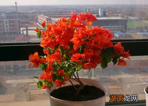 三角梅花期是几月份到几月份