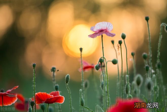 情感是什么怎么理解情感情感语录文案500字左右