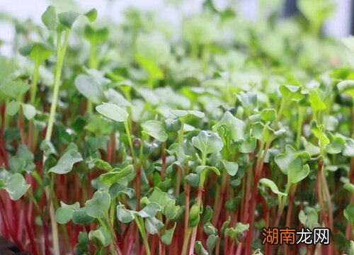 芽苗菜种植市场前景如何