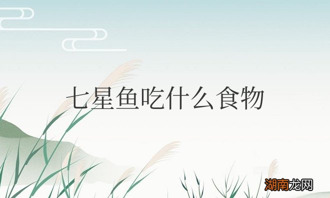 七星鱼吃什么食物为主