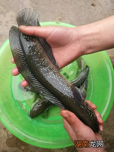 七星鱼吃什么食物为主