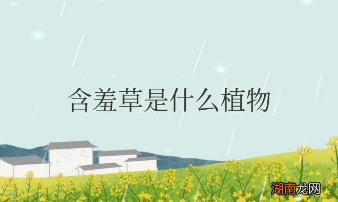 含羞草是什么植物