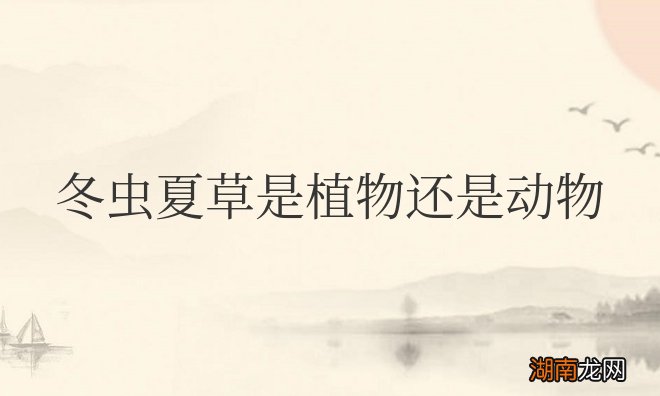 冬虫夏草是植物还是动物