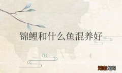 锦鲤和什么鱼混养好看又好养