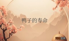 鸭子的寿命最长多少年