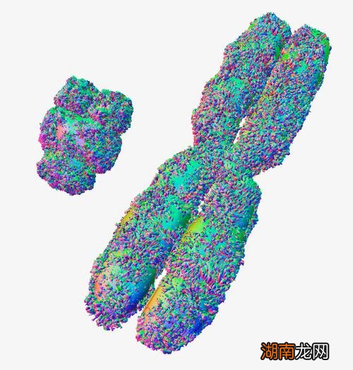 一般发生在什么时期 染色体结构变异的四种类型