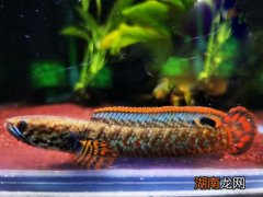 雷龙鱼可以和什么混养