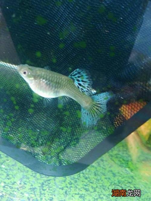 如何判断母孔雀鱼成熟 孔雀鱼多大可以繁殖