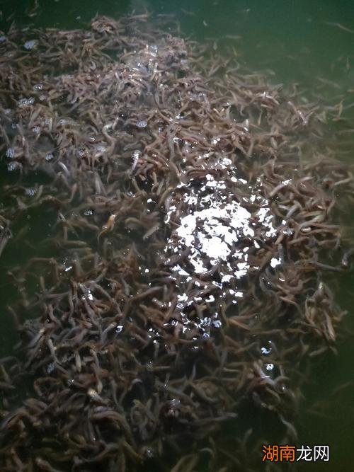 泥鳅养几天不死的办法 自来水养泥鳅能活多久