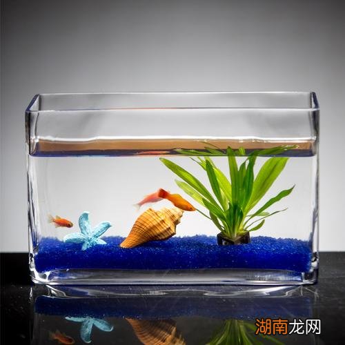 小型鱼缸需要一直打氧吗