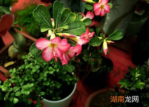 月季和玫瑰的区别在哪里