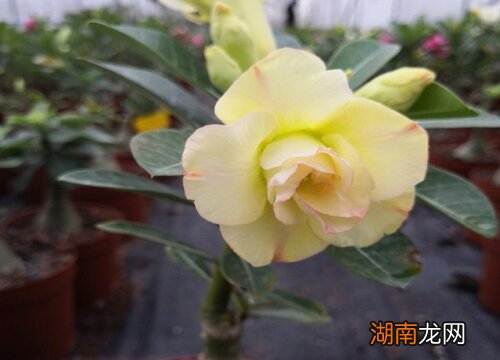 月季和玫瑰的区别在哪里