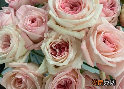 月季和玫瑰的区别在哪里