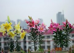 百合花是什么样子的图 百合花几月份开花时间