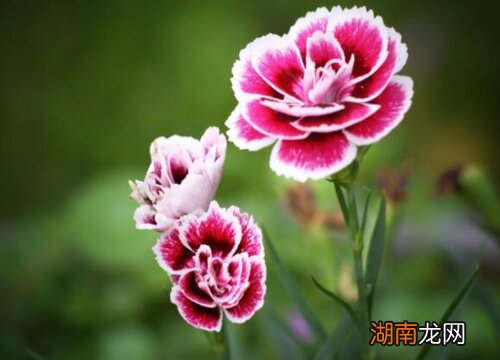 石竹花的风水禁忌 石竹花为什么不能送人