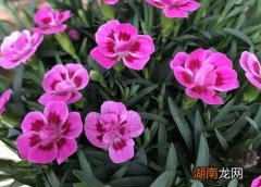 石竹花的风水禁忌 石竹花为什么不能送人