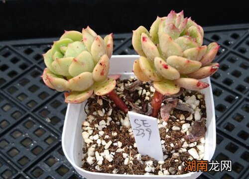 家庭自制多肉土壤方法 多肉配土方法和技巧