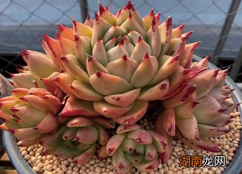 家庭自制多肉土壤方法 多肉配土方法和技巧