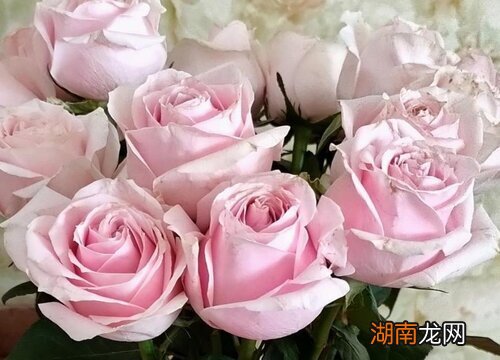 送同事鲜花送什么花合适