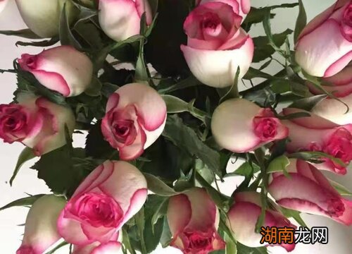 送同事鲜花送什么花合适