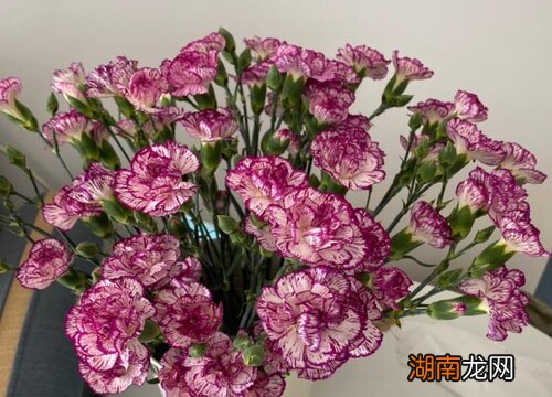 送同事鲜花送什么花合适