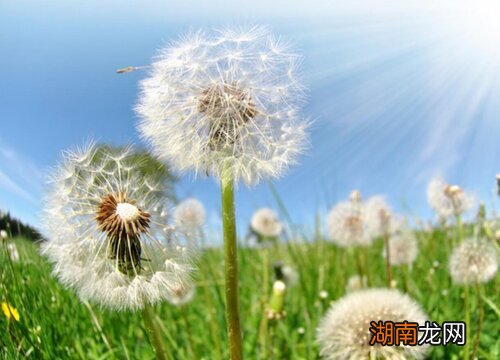 蒲公英的样子和特点描写说明