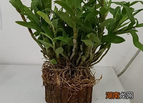 石斛适合在什么地方生长 石斛生长环境及气候条件