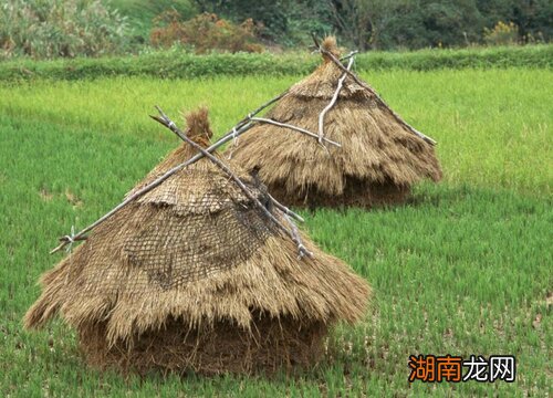 稻草喂牛的营养价值 稻草喂牛好不好