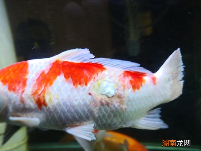 用什么药最合适 烂尾鱼还可以自行恢复吗