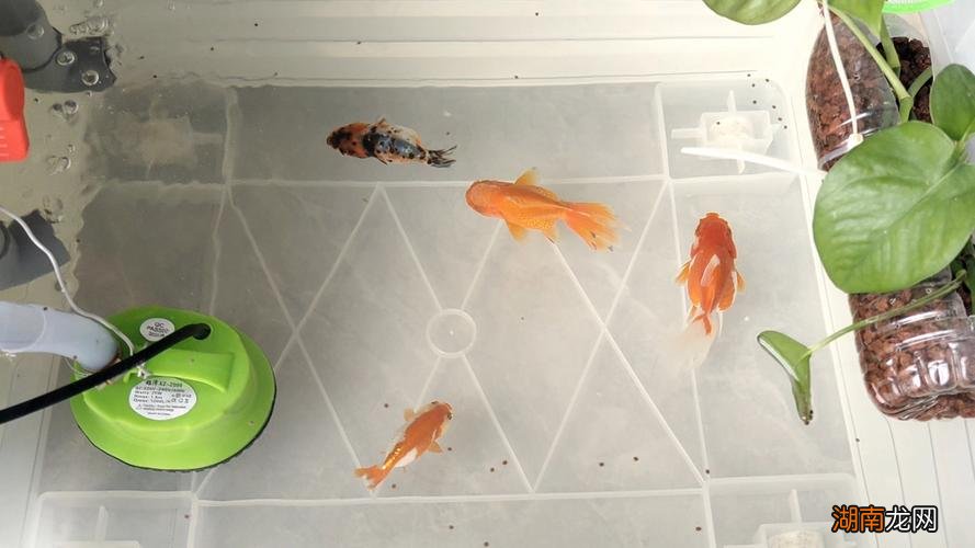 5cm小金鱼喂食一次多少粒