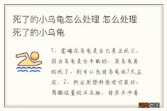 死了的小乌龟怎么处理 怎么处理死了的小乌龟