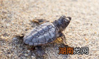 死了的小乌龟怎么处理 怎么处理死了的小乌龟