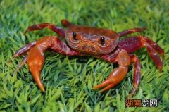 螃蟹是什么类的动物他是两栖动物吗