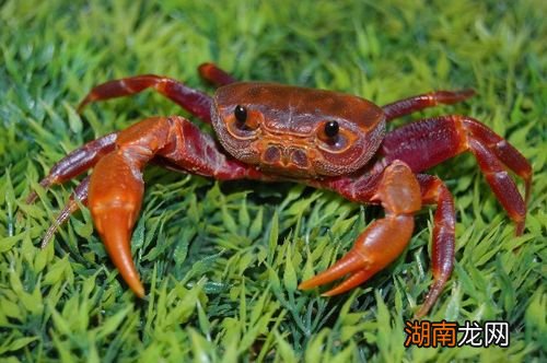 螃蟹是什么类的动物他是两栖动物吗