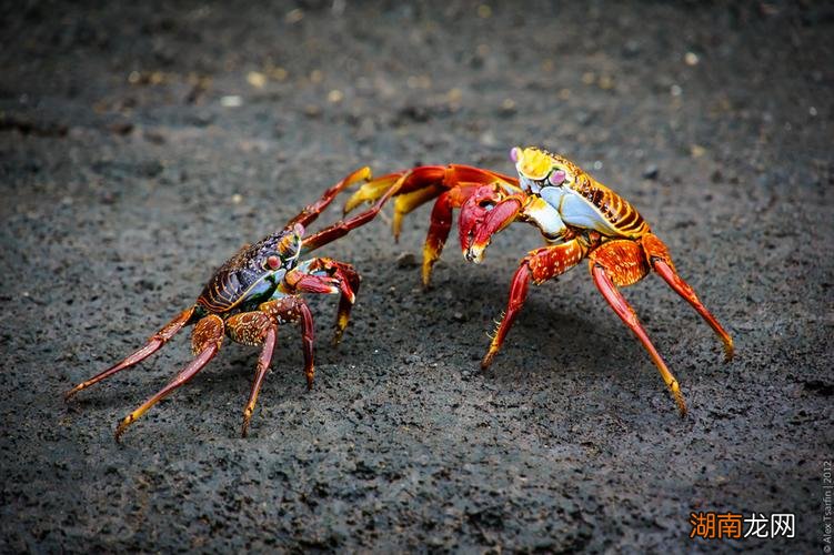 螃蟹是什么类的动物他是两栖动物吗
