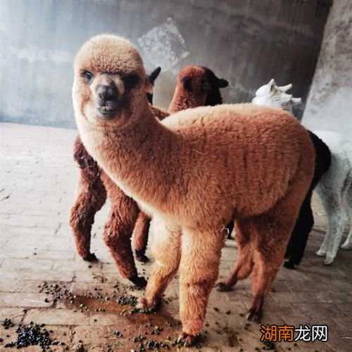 羊驼一只多少钱一只