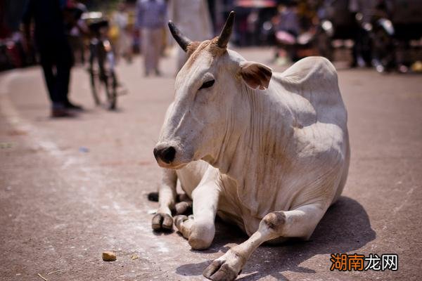 印度的国宝是什么动物