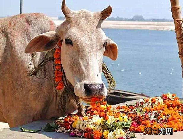 印度的国宝是什么动物