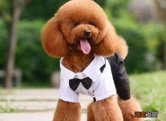 大泰迪叫什么名字好听 大泰迪叫什么犬