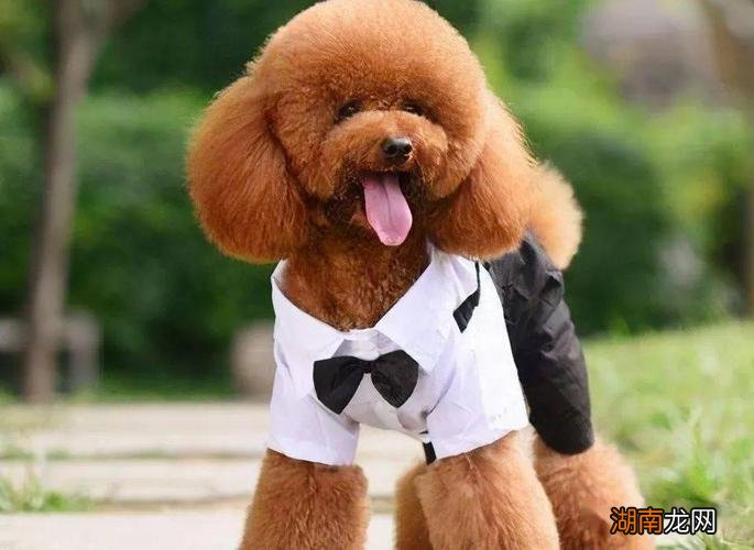 大泰迪叫什么名字好听 大泰迪叫什么犬