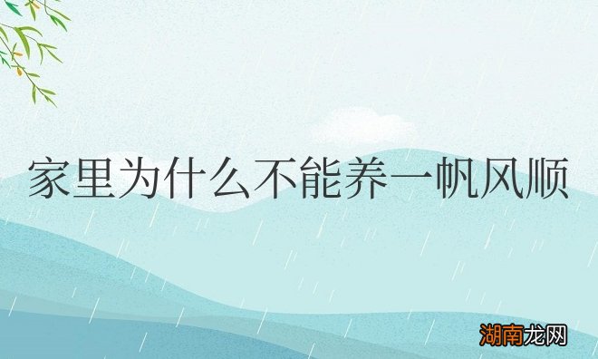 家里为什么不能养一帆风顺花