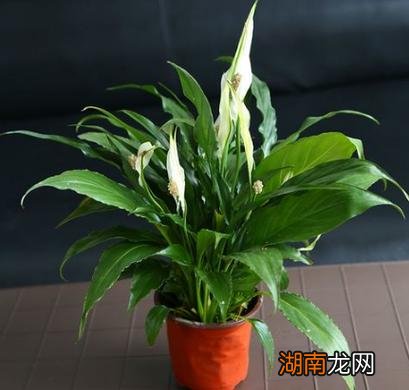 家里为什么不能养一帆风顺花