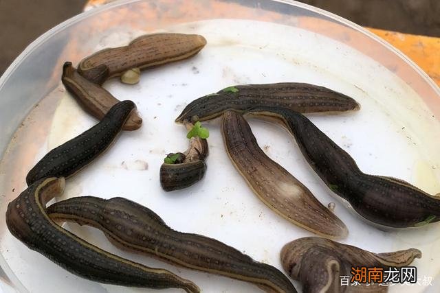 电鳗的天敌是什么动物