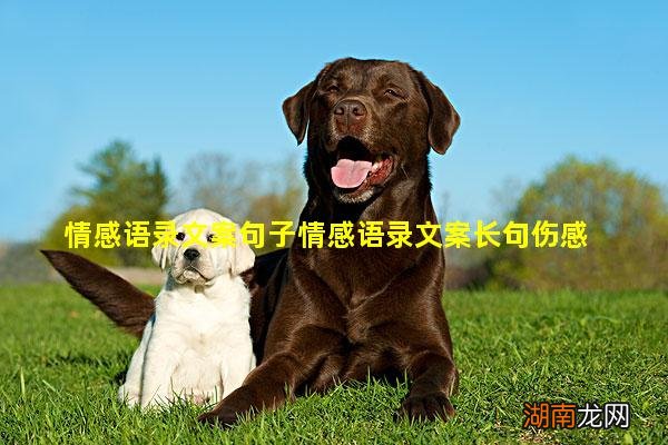 情感语录文案句子情感语录文案长句伤感
