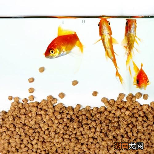 一只小金鱼一天吃几粒鱼食