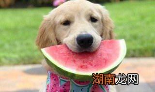 狗狗能不能吃西瓜 狗狗吃西瓜的注意事项